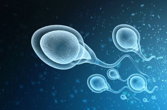 Normal Sperm Morphology