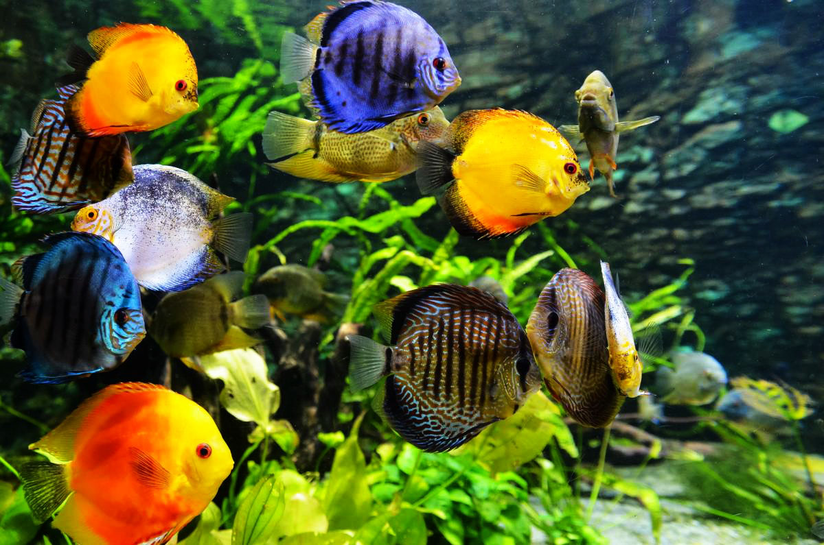 How To Choose The Best Discus Fish For Your Home Animals