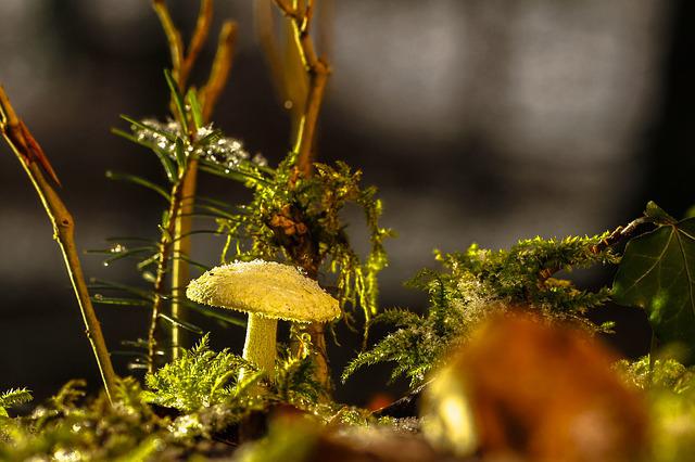 Magic mushroom in Canada