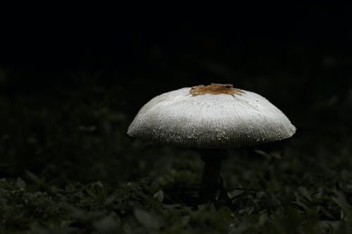 what is penis envy mushrooms