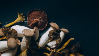 Dried magic mushroom in Canada