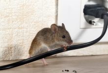 The cost of rat removal treatment!