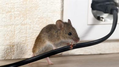 The cost of rat removal treatment!