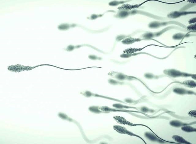 Normal Sperm Morphology