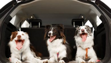 Essential guidelines for animal transportation for a safe movement